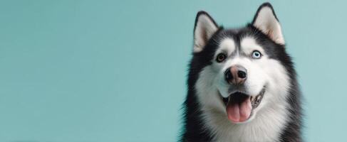 The joyful husky with striking blue eyes against a soft backdrop. photo