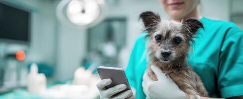 The veterinarian holding a small dog while checking a smartphone in clinic. photo