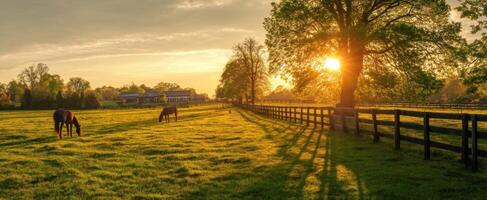 The horses grazing peacefully in a serene sunset landscape with rolling fields. photo