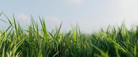 The thick green grass blowing gently under a clear blue sky photo