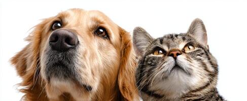 The Golden Retriever and Tabby Cat Sharing a Moment of Friendship photo
