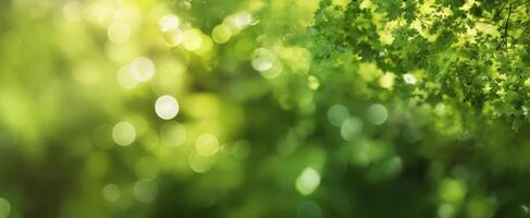 The tranquil green leaves with soft bokeh and natural light effects. photo