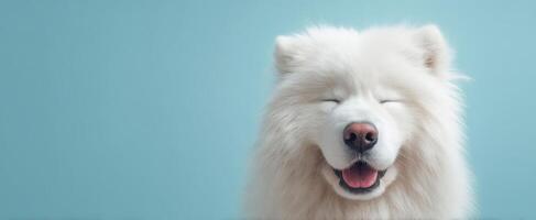 The adorable and joyful Samoyed dog smiling against a soft blue background. photo