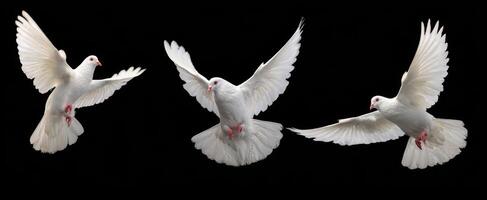 The stunning display of white doves in mid-flight against a black background. photo