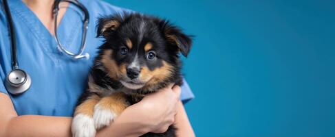 The veterinarian holds a cute puppy in a bright, caring environment. photo