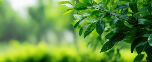 The vibrant green leaves glistening with morning dew in a lush garden. photo