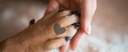 The Heartfelt Connection Between a Dog's Paw and a Human Hand photo