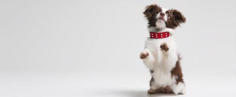 The adorable puppy standing on its hind legs in a playful pose. photo