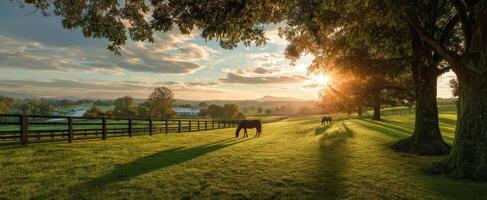 The stunning horses grazing in a lush pasture at sunset. photo