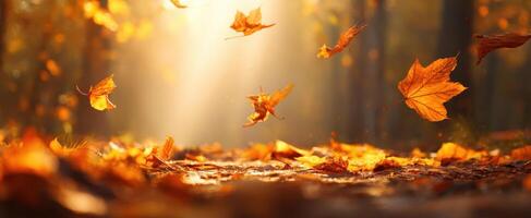 The autumn leaves dancing in sunlight amid a tranquil forest setting. photo