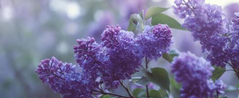 The delicate lilac blossoms creating a serene spring garden atmosphere. photo