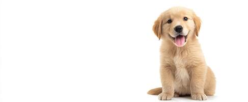 The adorable golden puppy sitting happily on a bright white background. photo