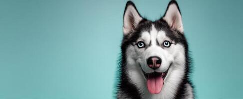 The playful Siberian Husky showcasing its vibrant personality and amazing features. photo