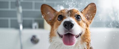 The happy corgi enjoying a playful bath with splashes of water. photo