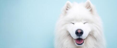 The adorable Samoyed dog with a joyful smile against a blue background. photo