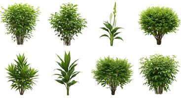 Various types of plants in different stages of growth photo