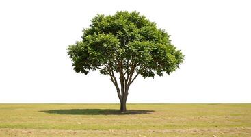 A tree is standing alone in a field photo