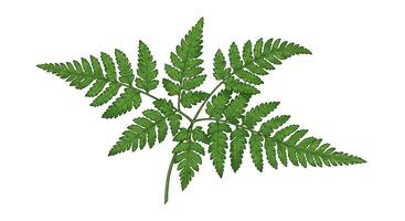 A fern leaf on a white background photo