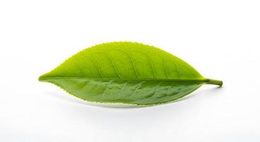 A single green leaf on a white background photo