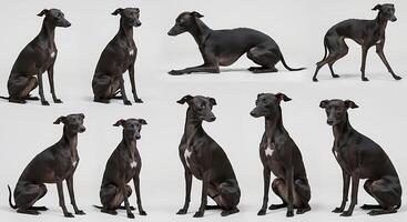 A set of black dogs sitting in different poses photo