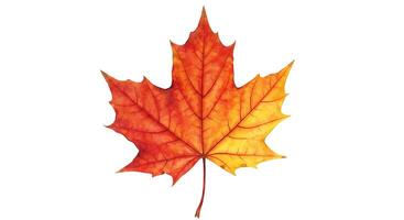 A single maple leaf is shown on a white background photo
