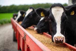 The Cattle Grazing Contentedly A Deep Dive into Farm Fresh Sustenance Practices photo