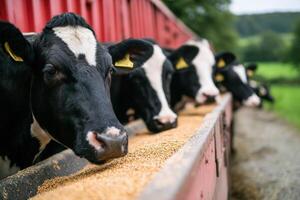 Black and White Cows Feeding Quietly in an Open Farm During a Sunny Day photo