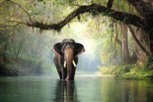 Elephant wading through a river in a forest a peaceful and serene scene photo