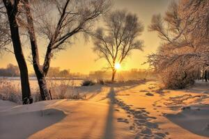 Winter Wonderland A Snowy Landscape with Trees at Golden Hour Under Sunlight photo