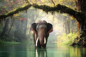 Majestic Elephant Standing in Serene River Surrounded by Lush Green Forest Trees photo