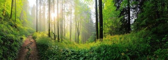 Sunlight Through Tall Trees in a Lush Green Forest Landscape Scenery View photo
