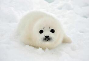 Adorable Harp Seal Pup on Ice A Portrait of Arctic Wildlife Innocence photo