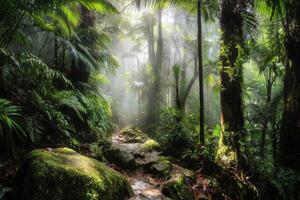 Enchanting Forest Trail Leading Through Lush Greenery and Sunlight Filtering Through Trees photo