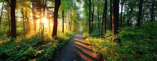 A Grassy Trail Through The Woods With Sun Shining Through The Trees photo