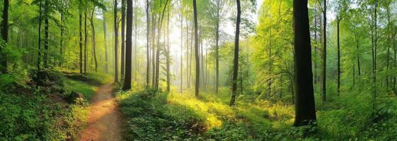 Sunlight Breaks Through Trees in a Lush Green Forest Along a Path photo