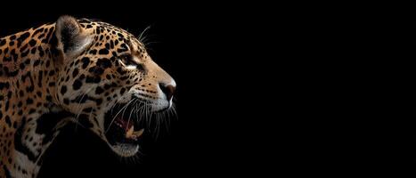 Jaguar portrait showcasing beautiful spots and teeth on a dark background photo