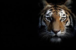 Exploring the Captivating World The Majestic and Magnificent Tiger Portrait Photography Art photo