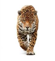 Understanding Jaguars Their Habitat Conservation Efforts Physical Characteristics and Unique Behaviors photo