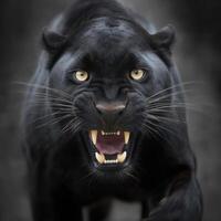 The Enigmatic Beauty of the Black Panther A Study in Natural Majesty photo