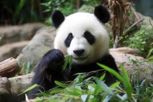 The Adorable Panda Consuming Its Greens In A Peaceful And Serene Jungle photo