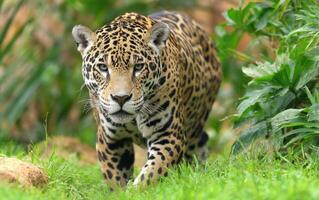 The Majestic Jaguar A Hunter in the Lush Green Jungle Landscape photo