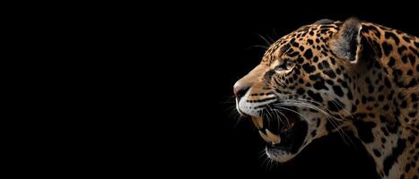 Jaguar Close Up Face on the Black Background Wild Animal Portrait photo