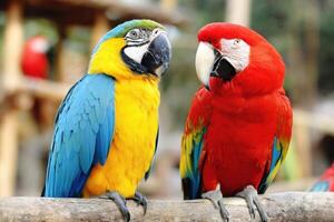 The Colorful World of Macaws A Vibrant Exploration of Parrot Species Diversity photo