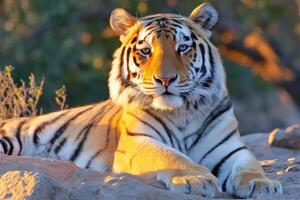 Majestic Tiger Lounging in the Sun Portrait of Wildlife Bengal Predator photo