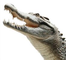 Understanding Crocodile Species Characteristics Unveiling Crocodile Adaptations Crocodile Teeth and Jaws photo