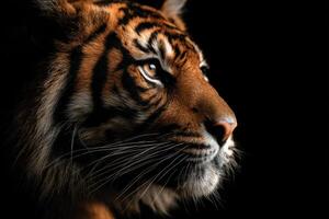 Magnificent Tiger Portrait Capturing The Essence Of Wild Beauty In Low Light photo