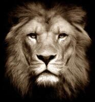 Majestic Portrait of a Lion Capturing the Essence of Wild Beauty and Power photo