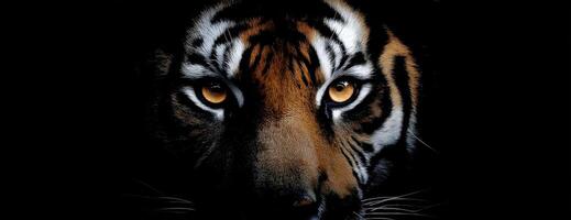 Majestic Tiger Gaze A Captivating Look Into The Wild Beast Life photo