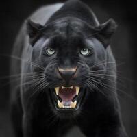 A Magnificent Black Panther Roaring Loudly An Image of Raw Power and Ferocity photo