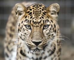 A Fascinating Look at the Beauty and Mystery of the Amur Leopard photo